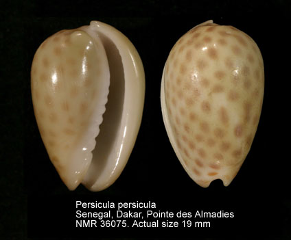 Persicula persicula.jpg - Persicula persicula(Linnaeus,1758)